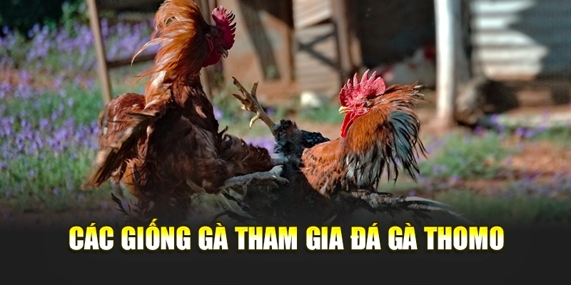 Các giống gà tham gia đá gà Thomo