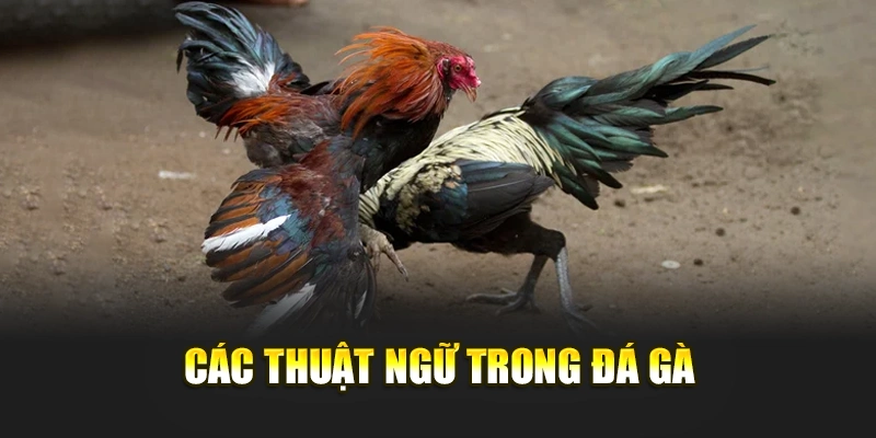 Các thuật ngữ trong đá gà
