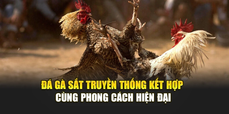 Đá gà cựa sắt truyền thống kết hợp cùng phong cách hiện đại