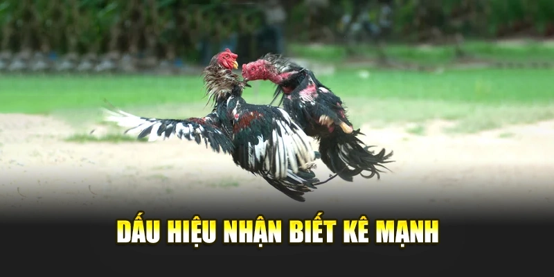 Dấu hiệu nhận biết kê mạnh