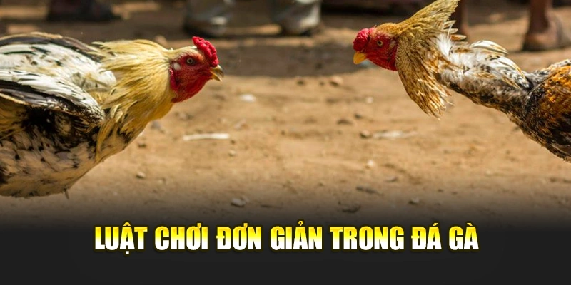 Luật chơi đơn giản trong đá gà