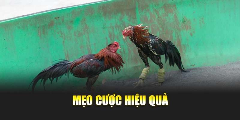 Mẹo cược hiệu quả