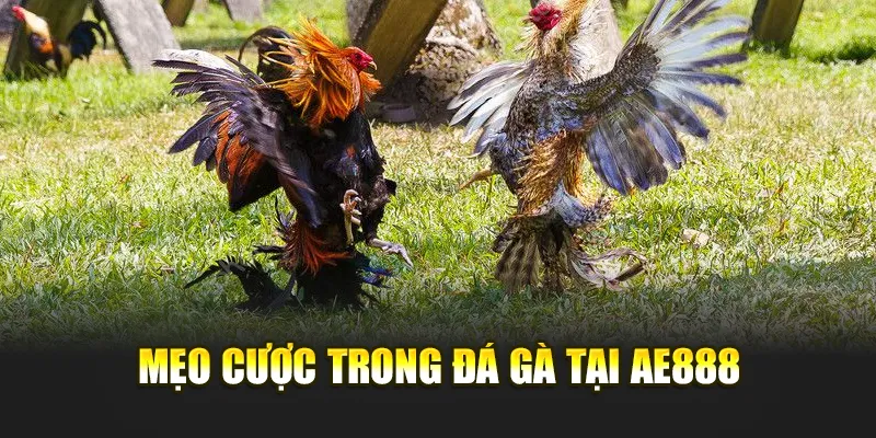 Mẹo cược trong đá gà tại AE888
