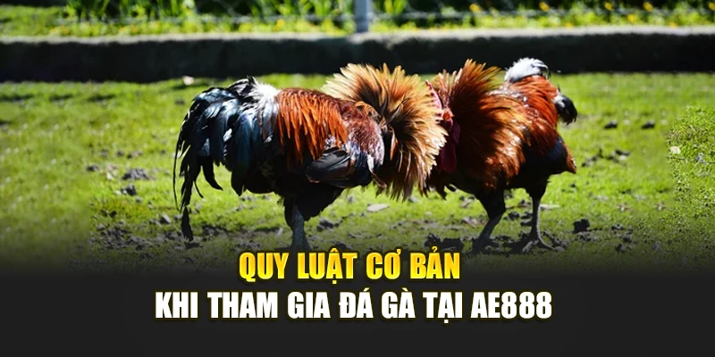 Quy luật cơ bản khi tham gia đá gà tại AE888