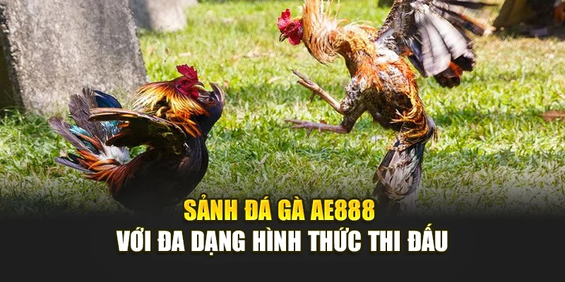 Sảnh Đá Gà AE888 với đa dạng hình thức thi đấu