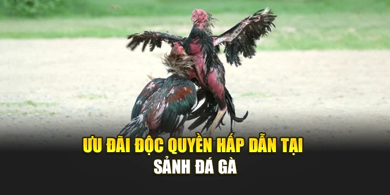 Ưu đãi độc quyền hấp dẫn tại sảnh Đá Gà