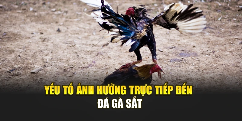 Yếu tố ảnh hưởng trực tiếp đến Đá gà cựa sắt AE888